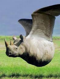rhino-flying