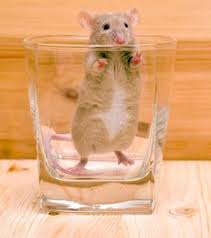 mouse in glass
