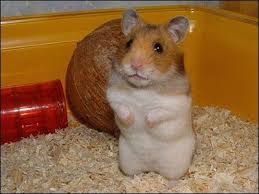 hamster
