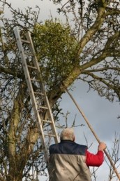 mistletoe_harvest_20043_stan_3_reduced
