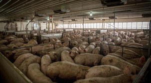 cafo-pigs