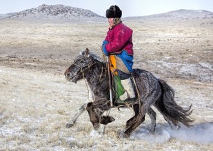 mongolian horse