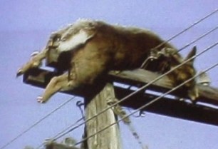 cattle mutilation