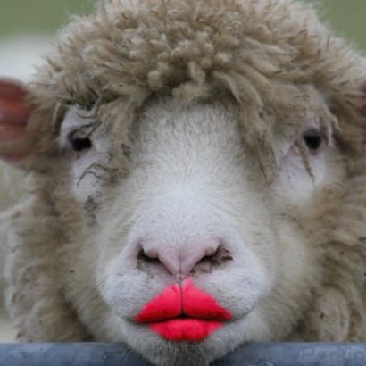 sheep lipstick